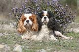 CAVALIER KING CHARLES 221